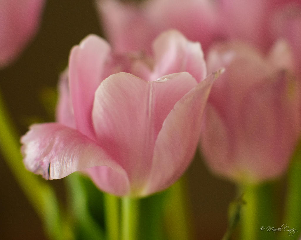 DSC_7709-Modifier.jpg