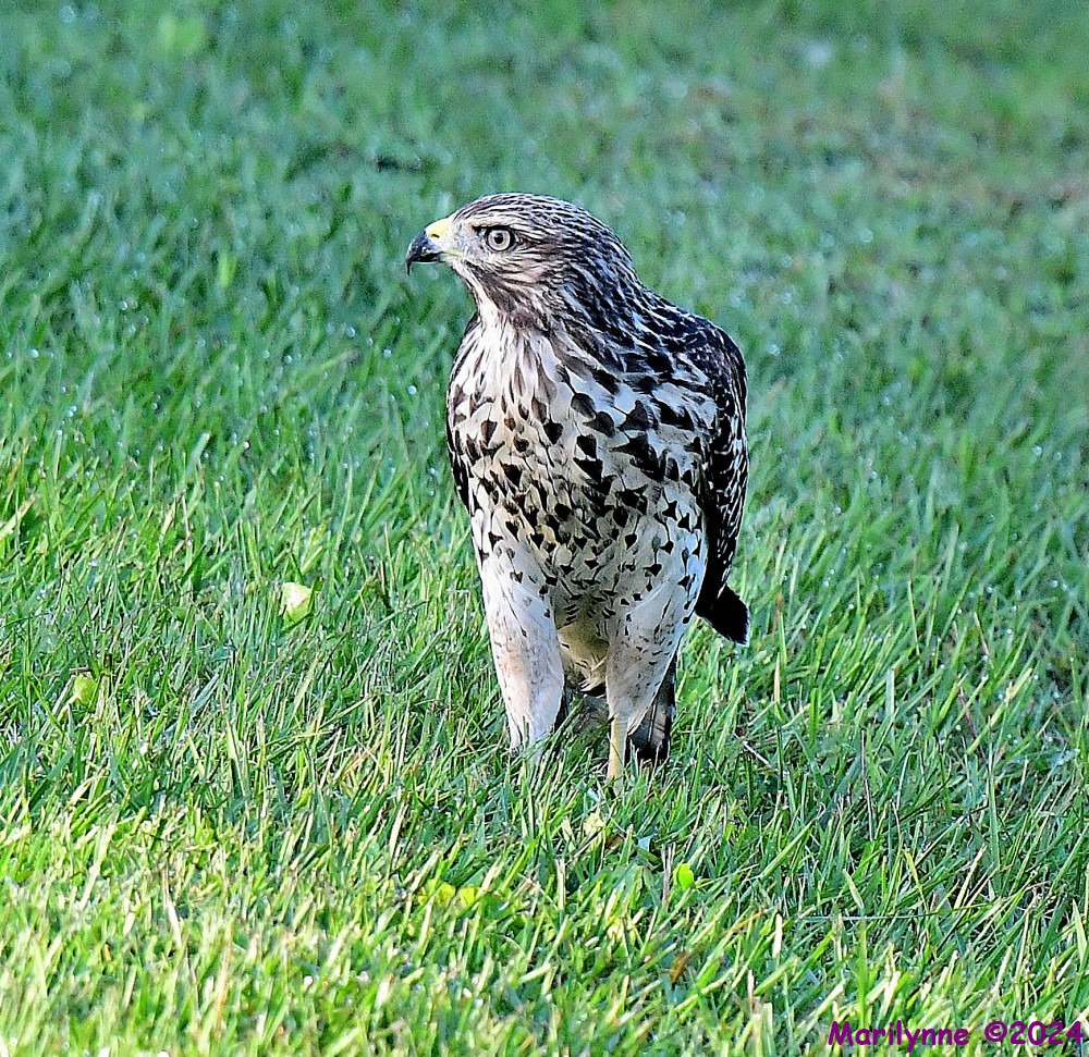 DSC_7709_001.JPG