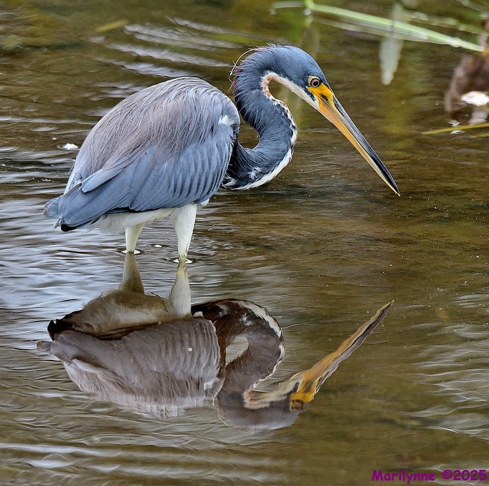DSC_7709_001.JPG