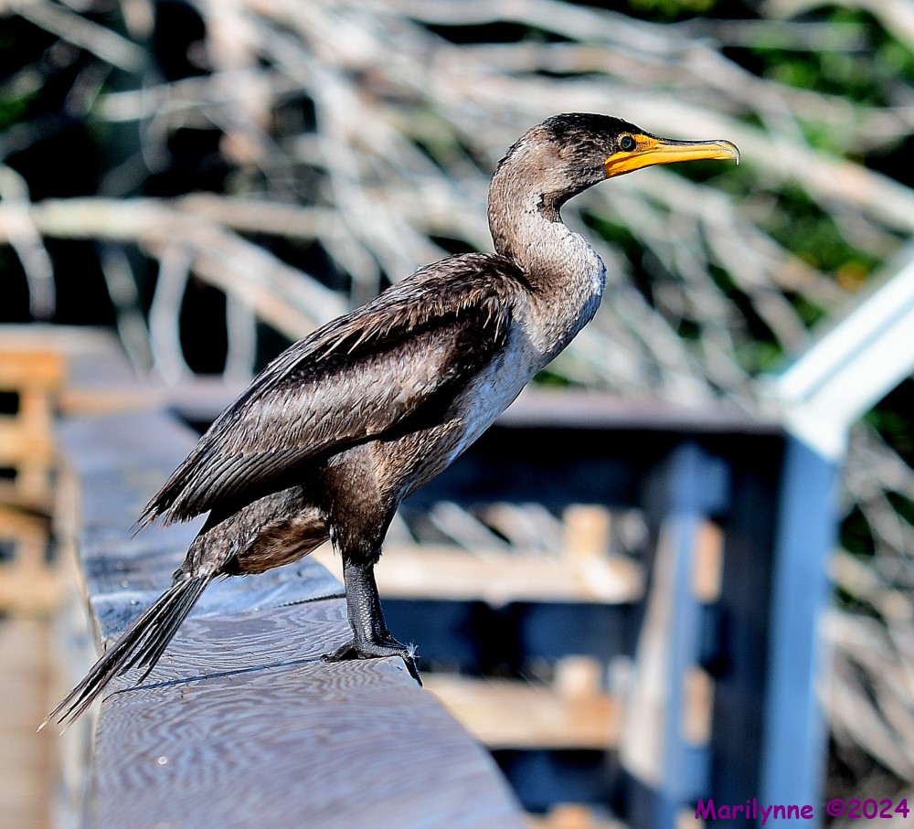 DSC_7710_001.JPG