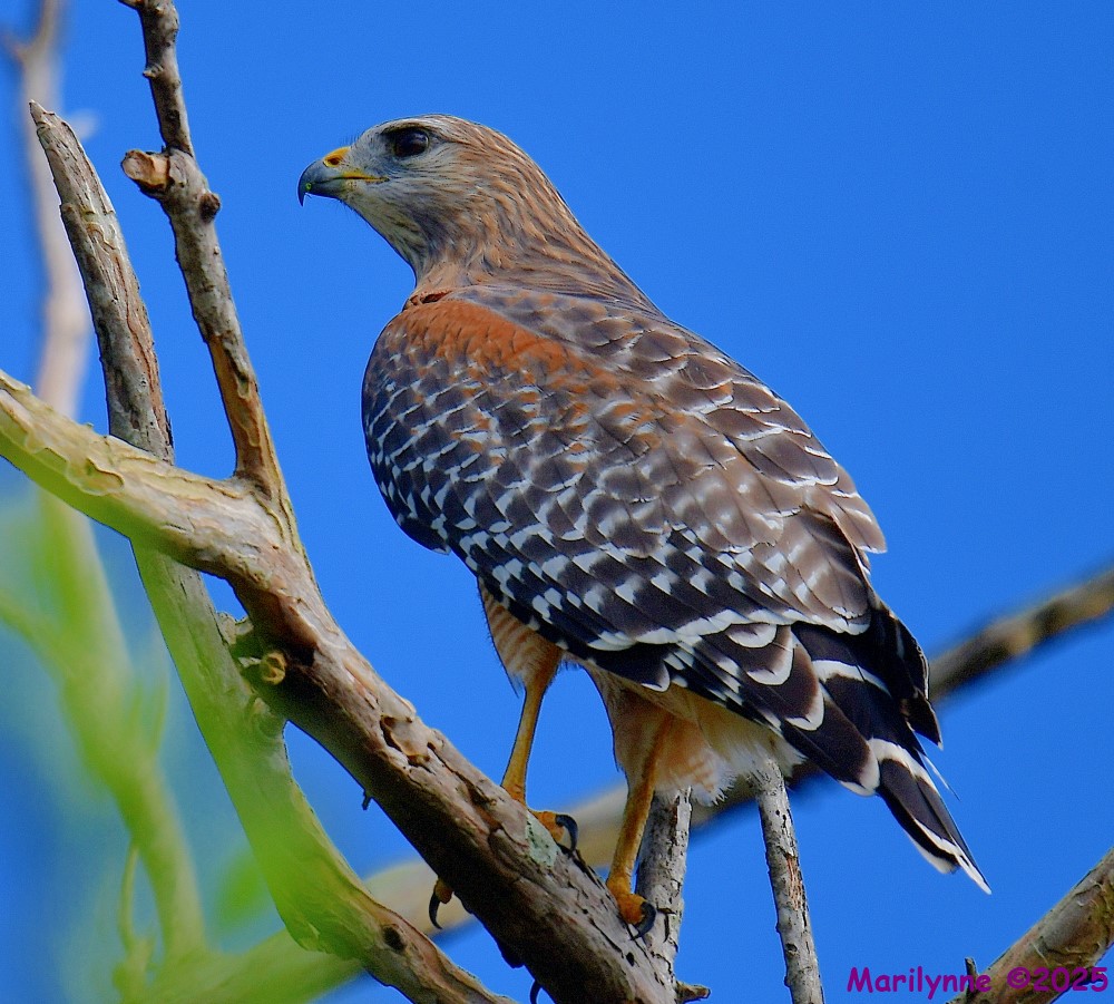 DSC_7710_001.JPG