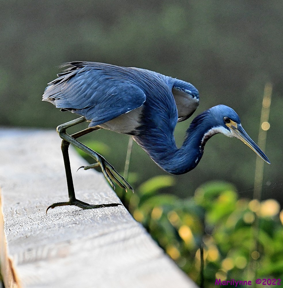 DSC_7711_001.JPG