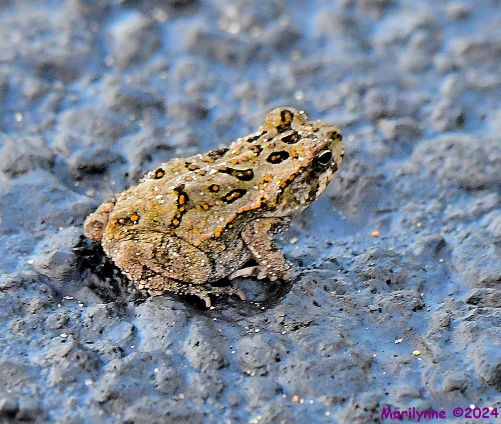 DSC_7713_001.JPG
