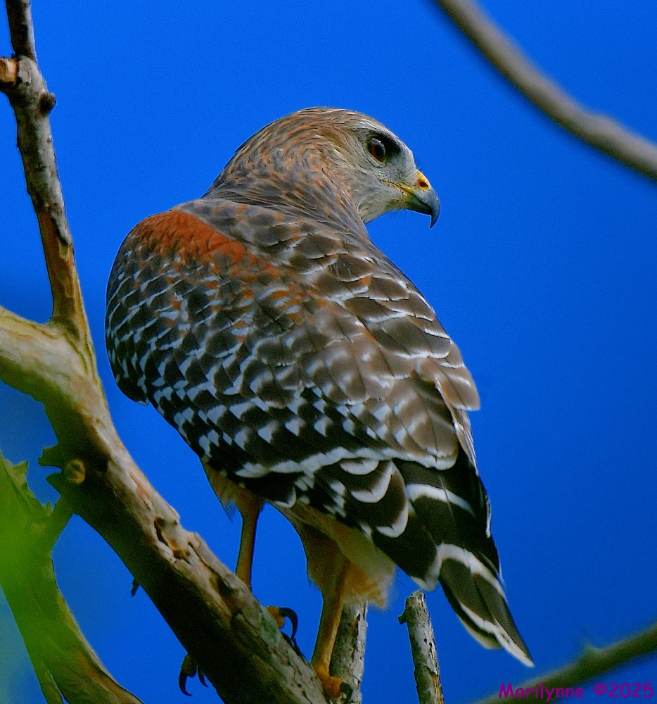 DSC_7713_001.JPG