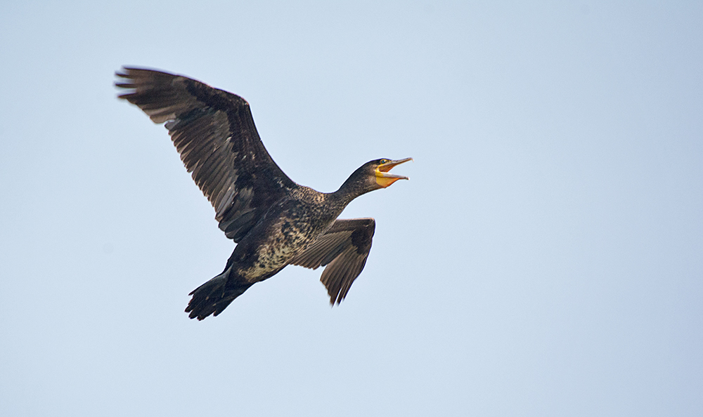DSC_7715.jpg