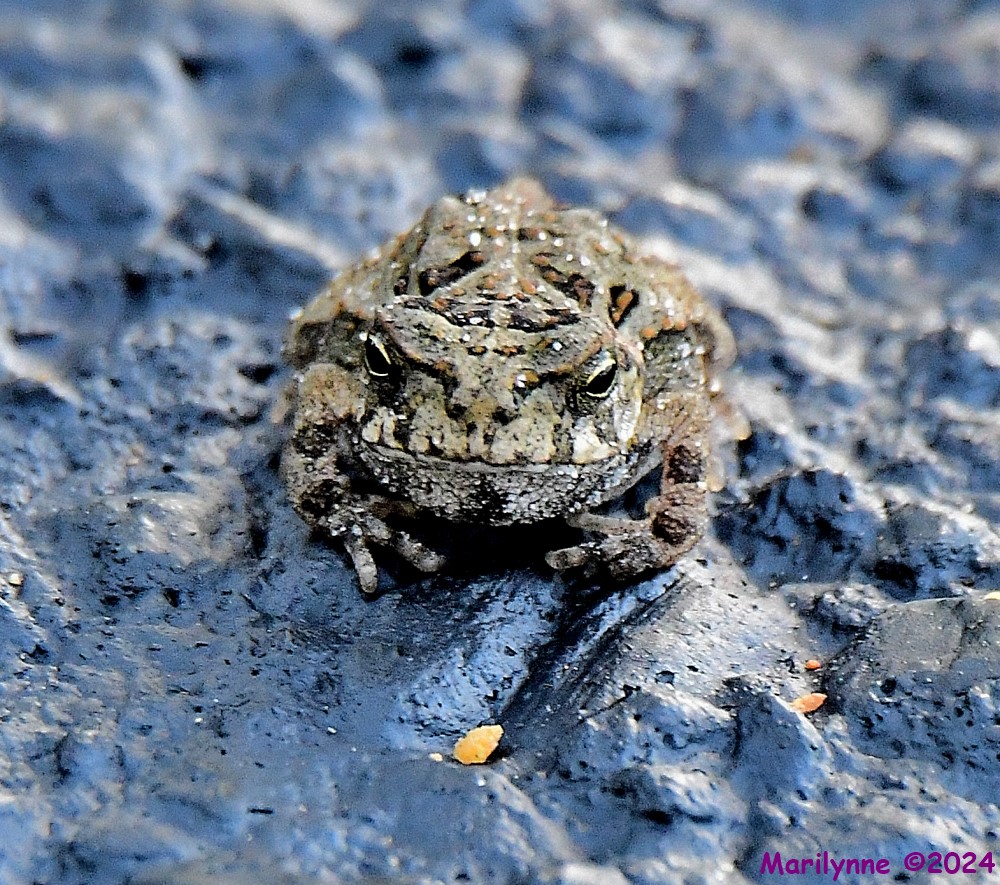 DSC_7717_001.JPG
