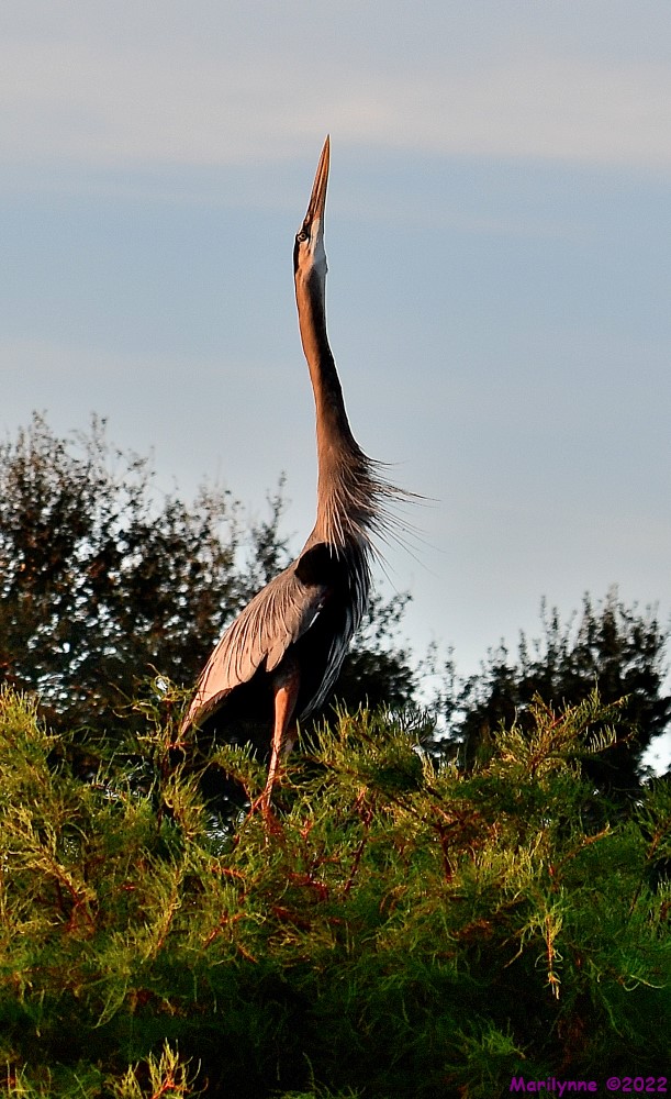DSC_7718_001.JPG