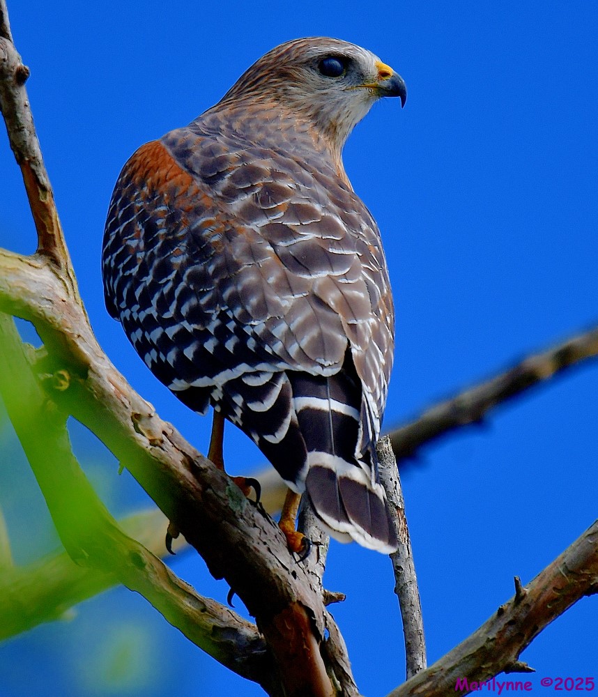 DSC_7718_001.JPG