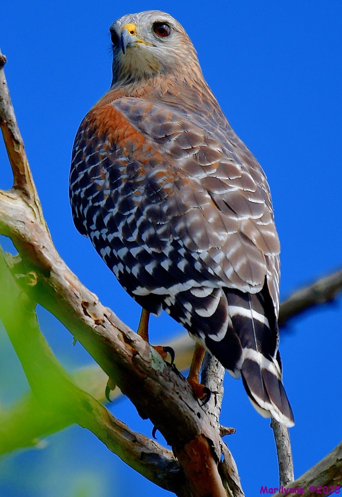 DSC_7720_001.JPG