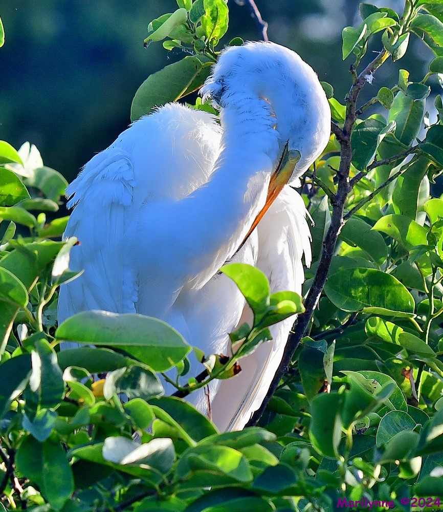 DSC_7723_001.JPG