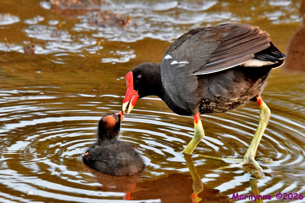 DSC_7725_001.JPG