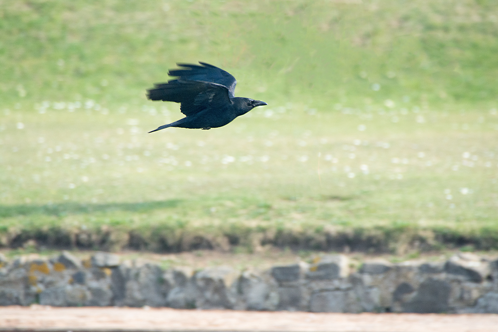 DSC_7726.jpg