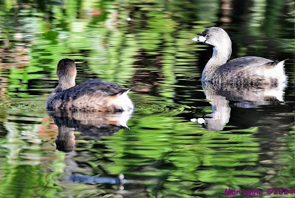 DSC_7726_001.JPG