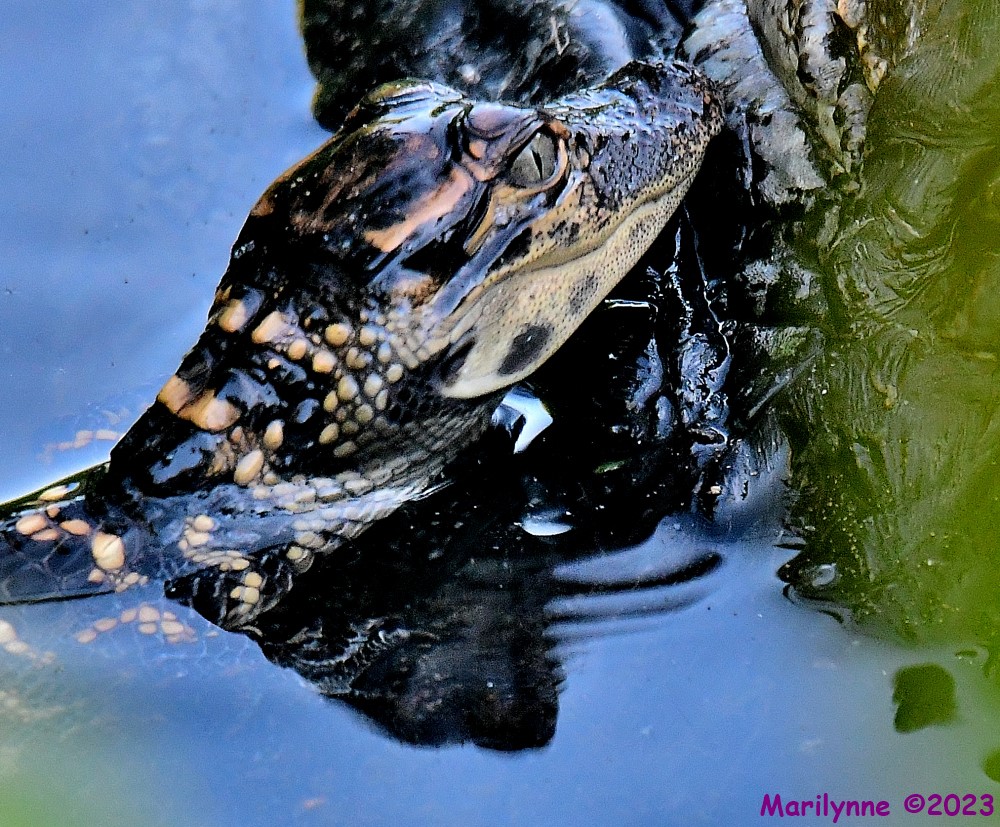 DSC_7727_001.JPG