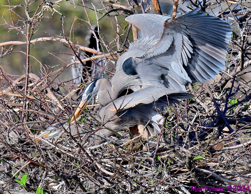 DSC_7727_001.JPG
