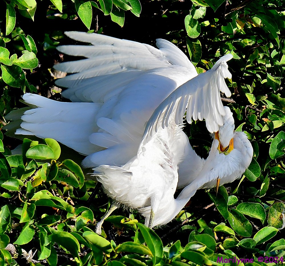 DSC_7727_001.JPG