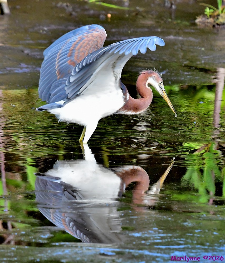 DSC_7727_001.JPG