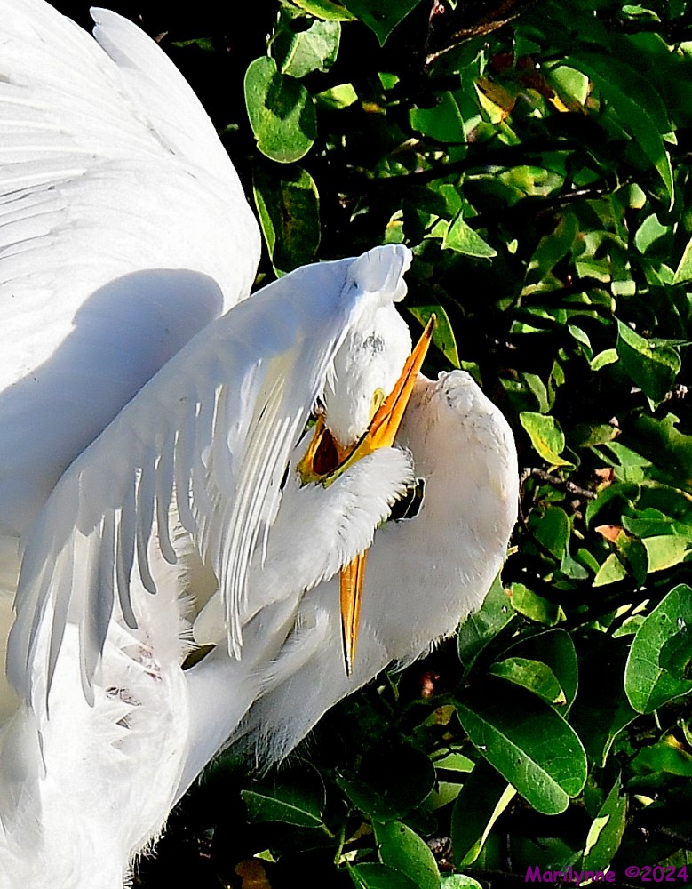 DSC_7728_001.JPG