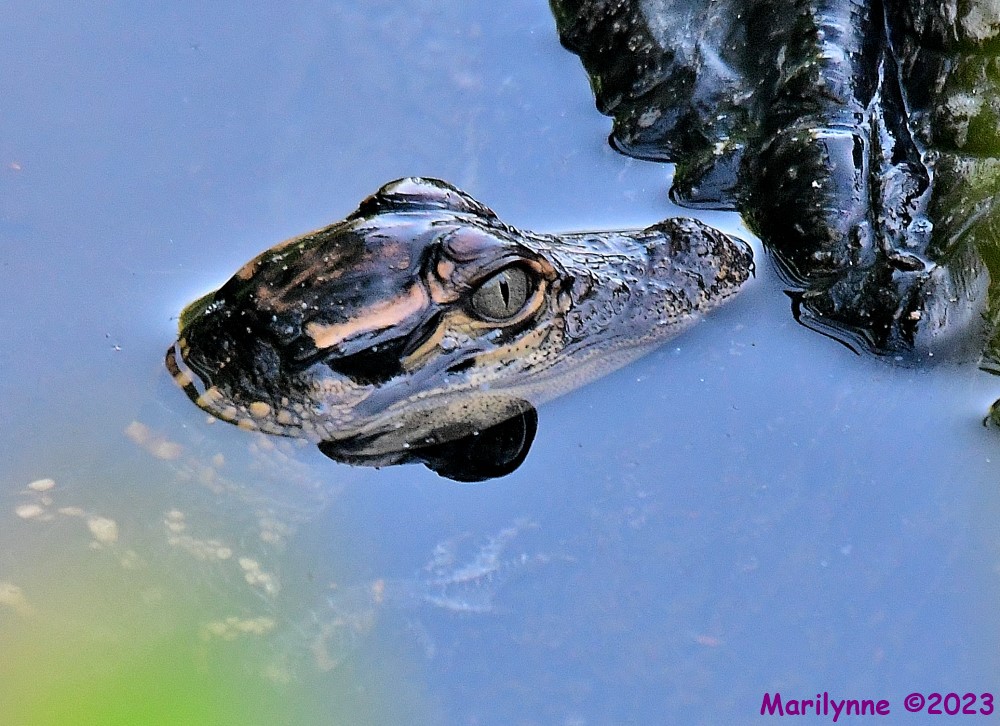 DSC_7729_001.JPG