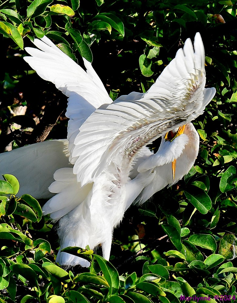 DSC_7729_001.JPG