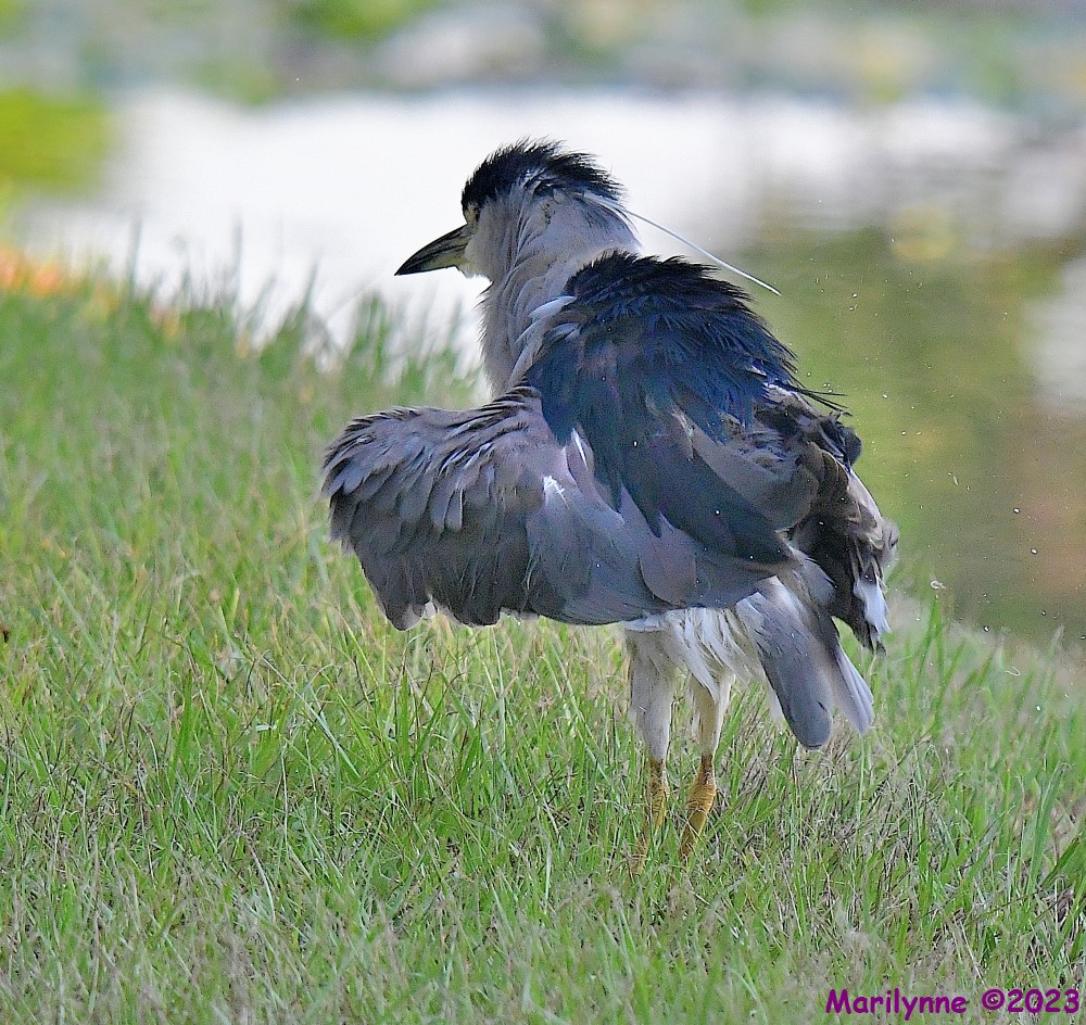 DSC_7733_001.JPG