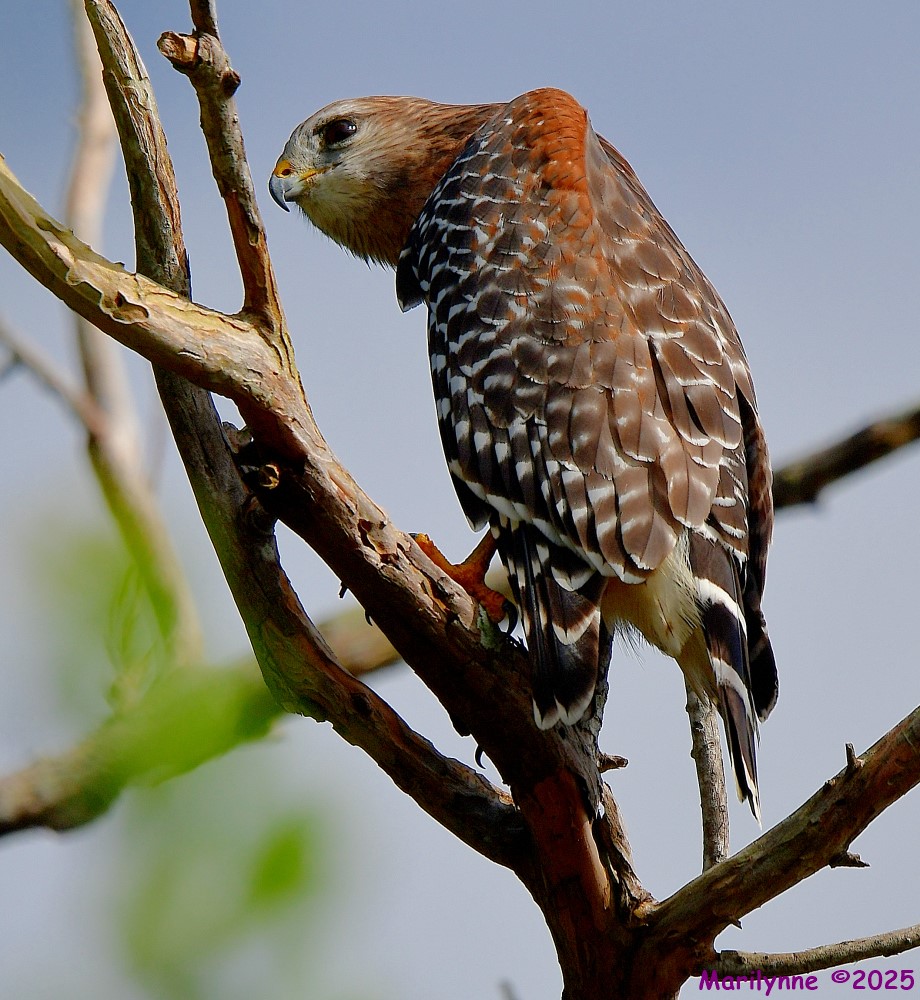 DSC_7733_001.JPG