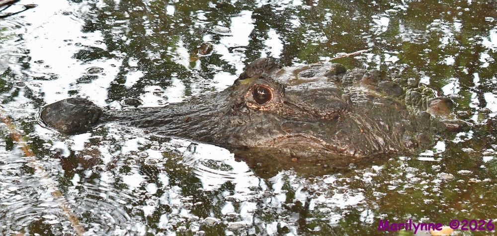 DSC_7733_001.JPG