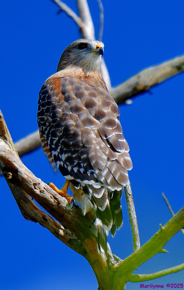 DSC_7735_001.JPG