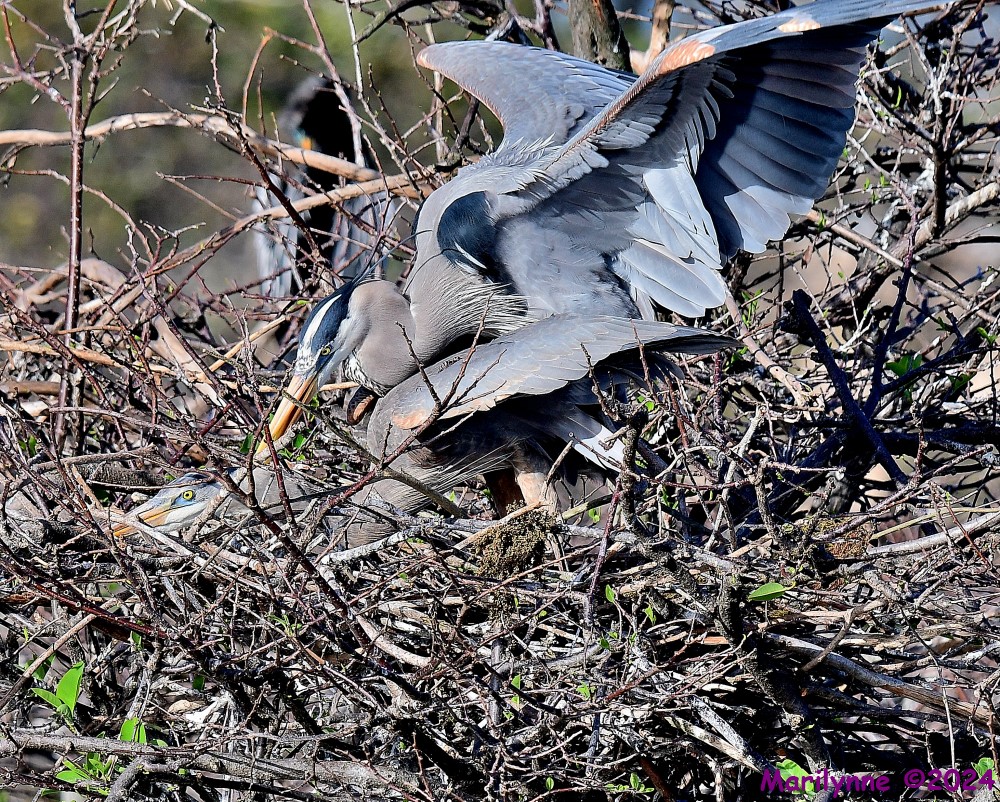 DSC_7736_001.JPG