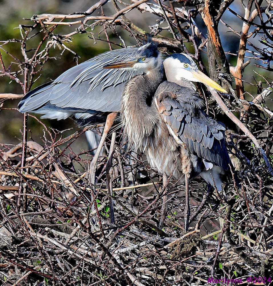 DSC_7738_001.JPG