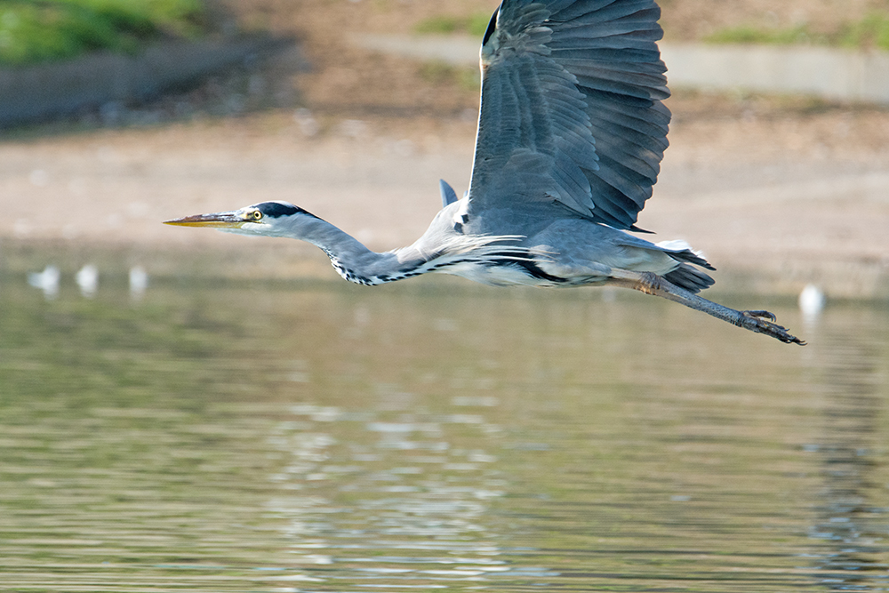 DSC_7739.jpg