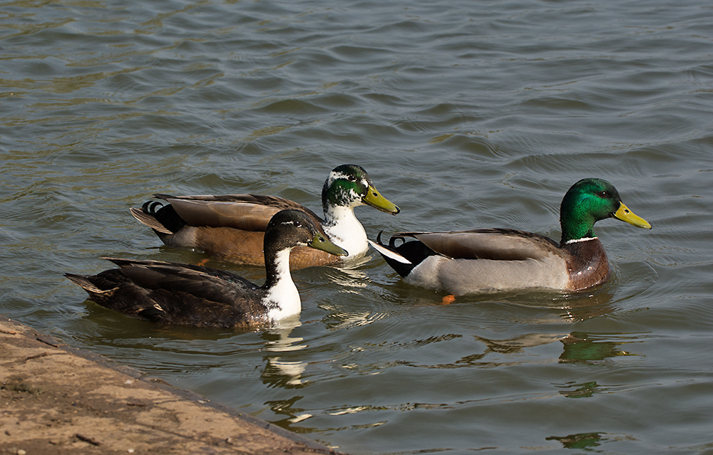 DSC_7739.jpg