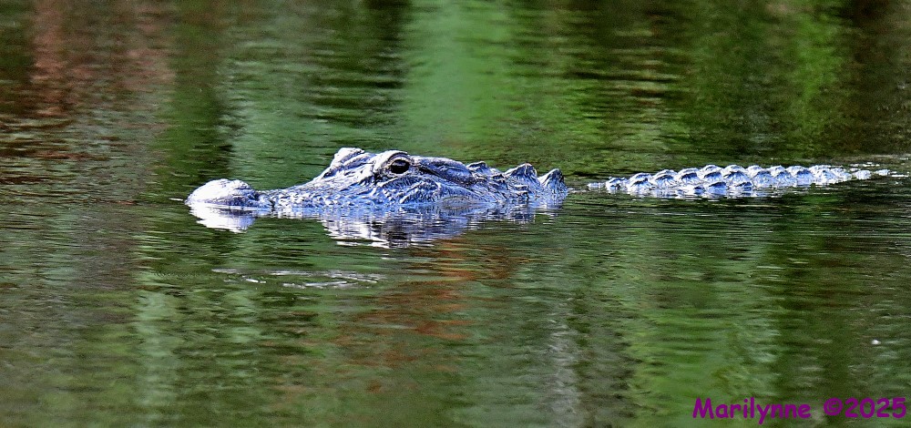 DSC_7739_001.JPG