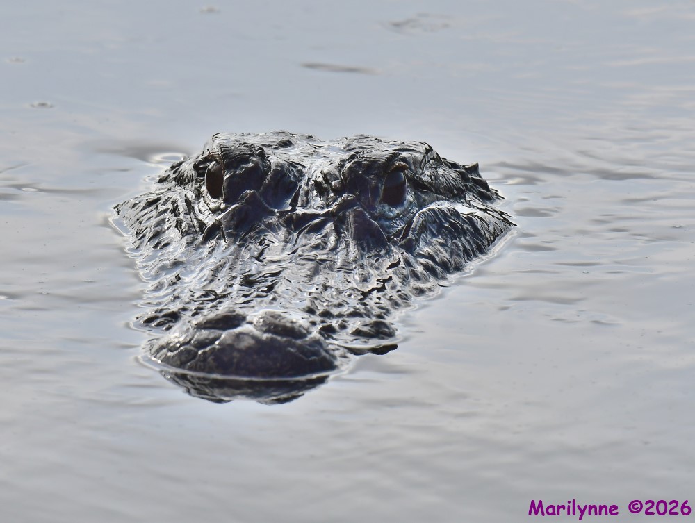 DSC_7739_001.JPG