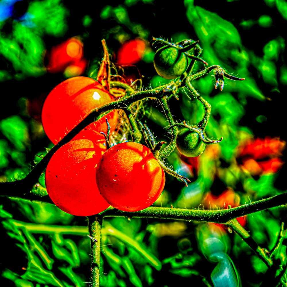 DSC_7741-HDR-Edit.jpg