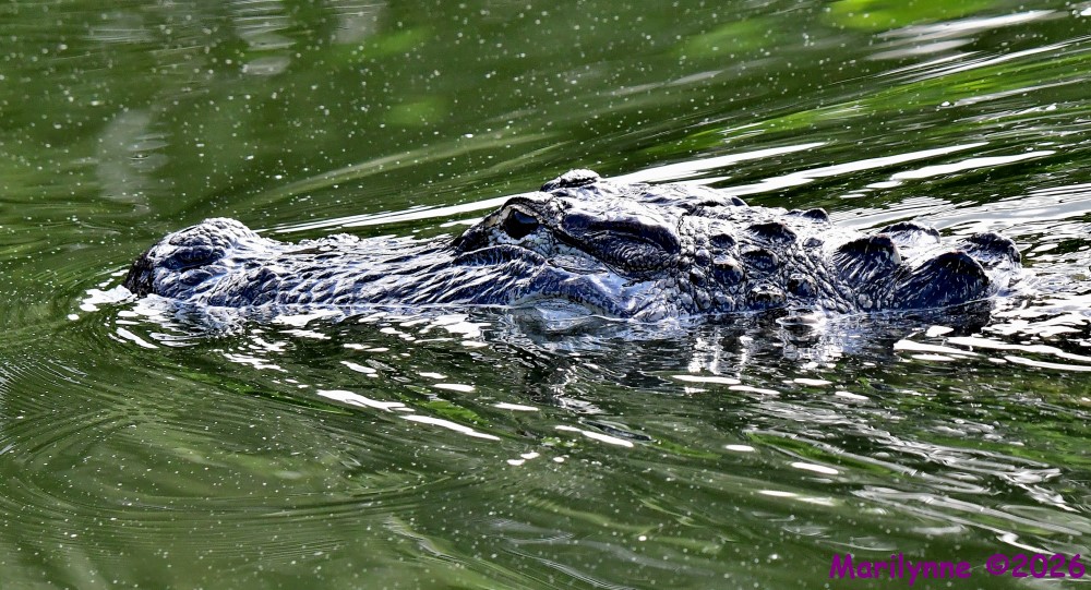 DSC_7741_001.JPG