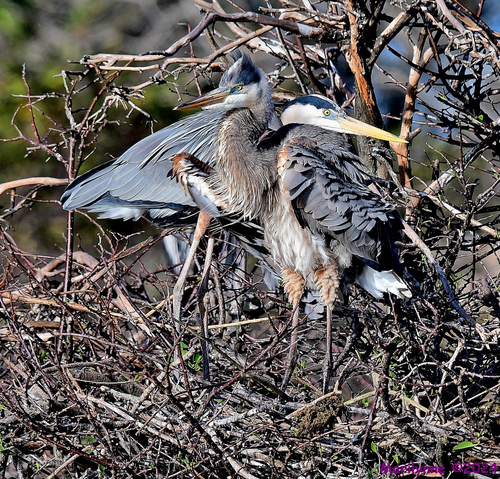 DSC_7742_001.JPG