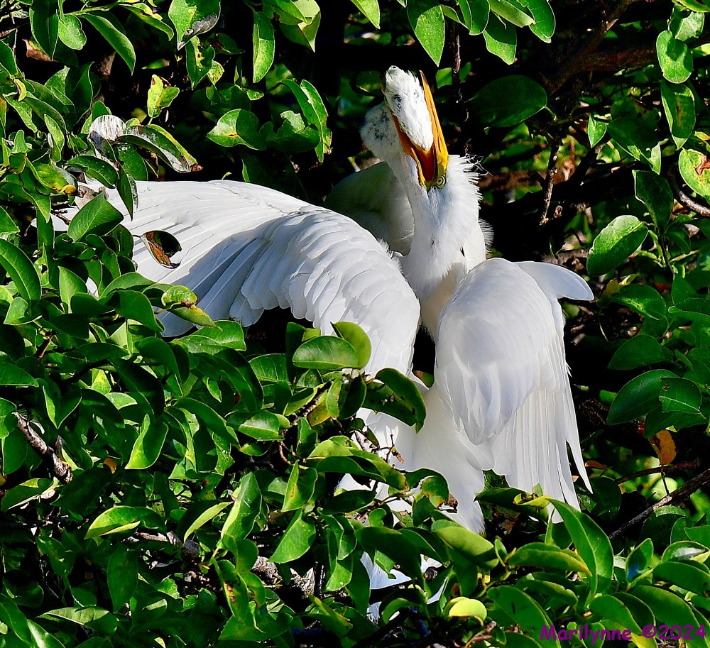 DSC_7742_001.JPG