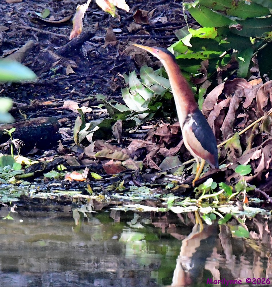 DSC_7743_001.JPG