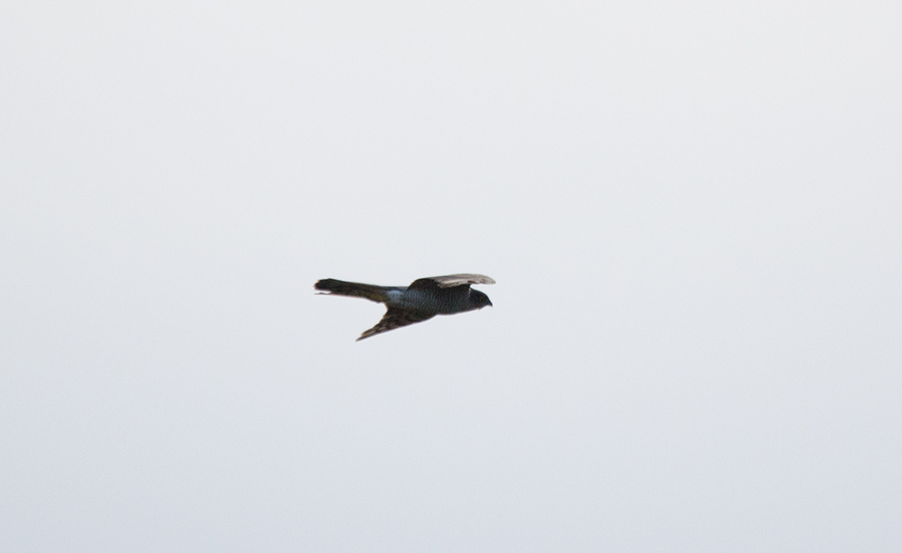 DSC_7744.jpg