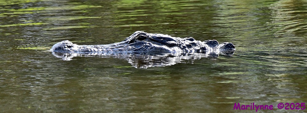 DSC_7744_001.JPG