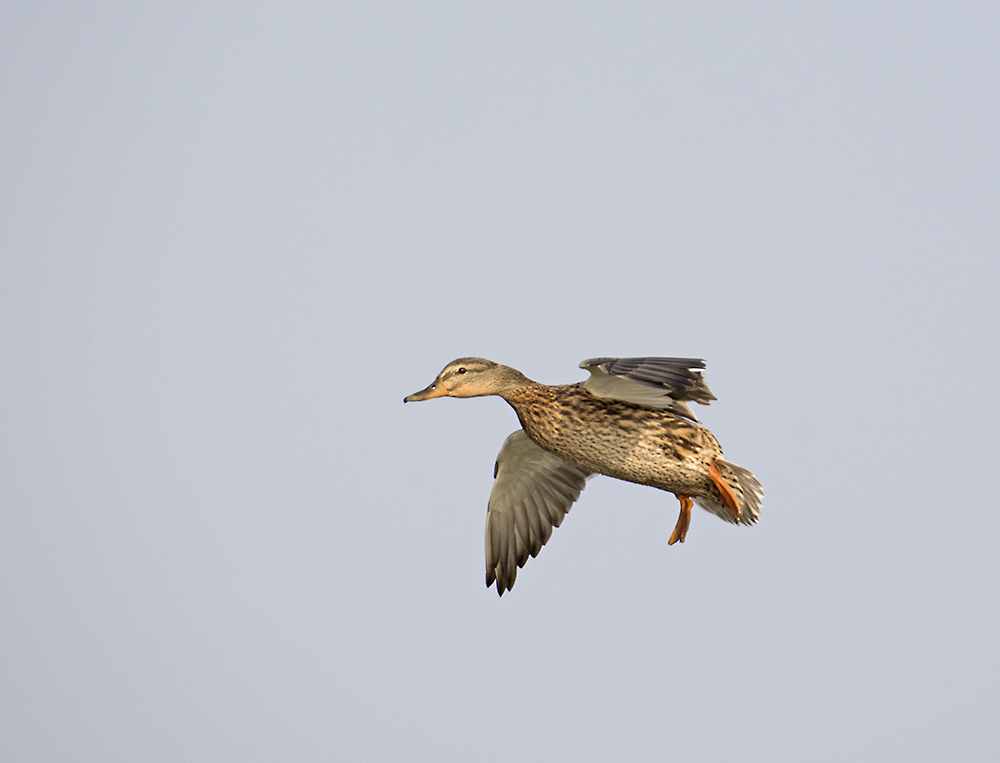 DSC_7746.jpg