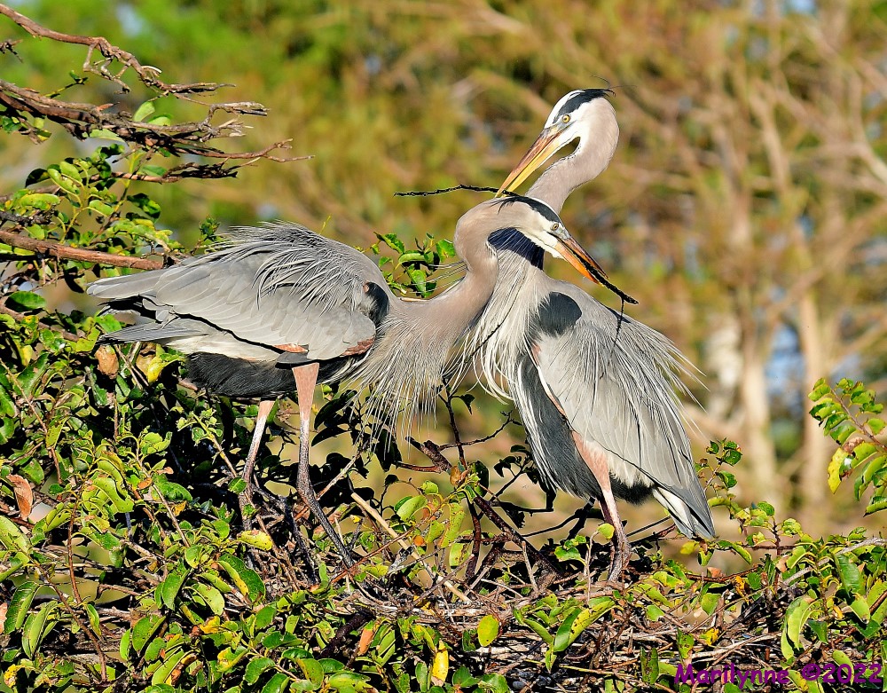 DSC_7746_001.JPG