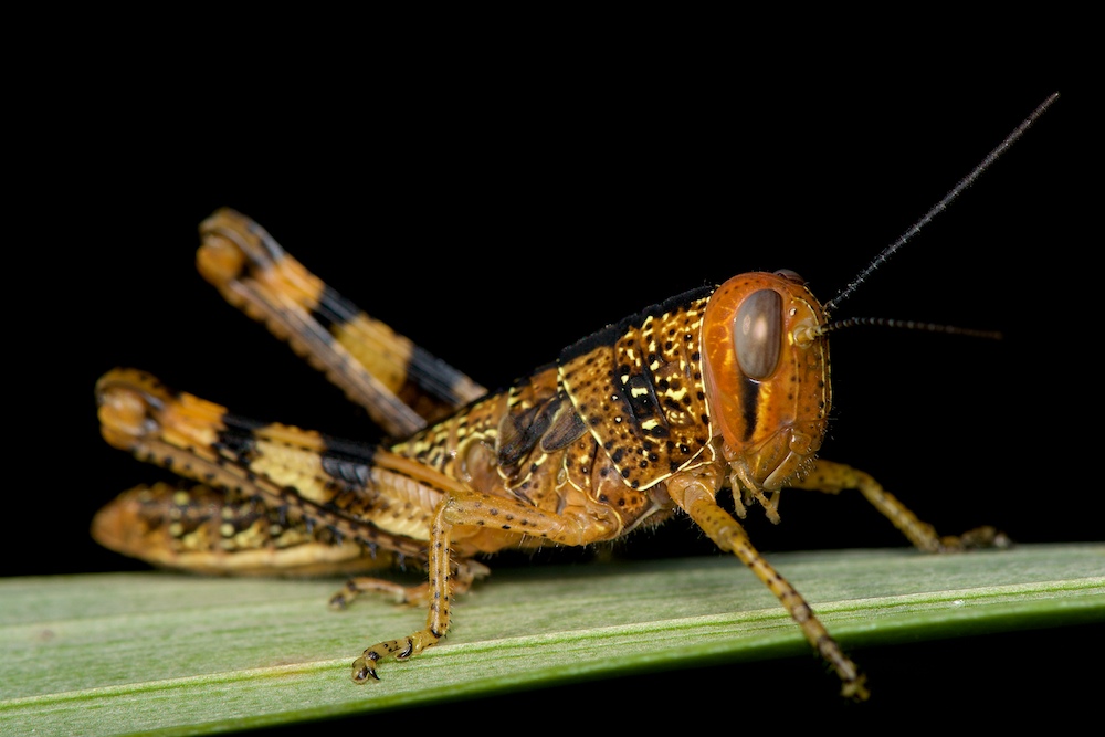 DSC_7747.jpg