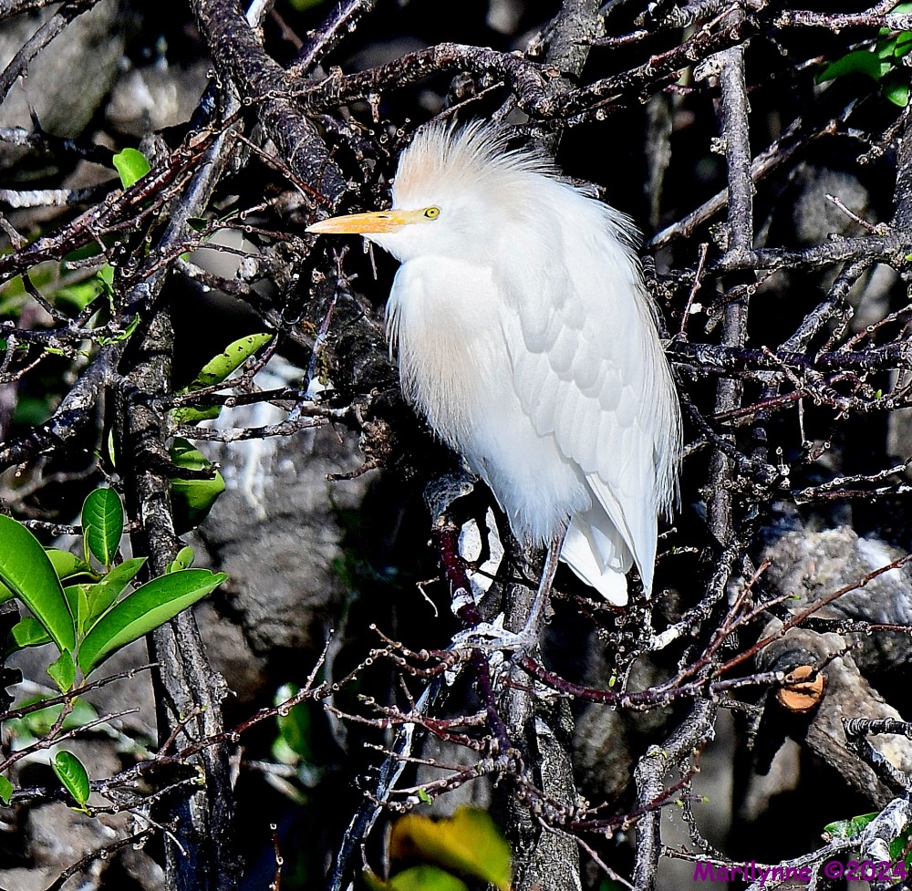 DSC_7748_001.JPG
