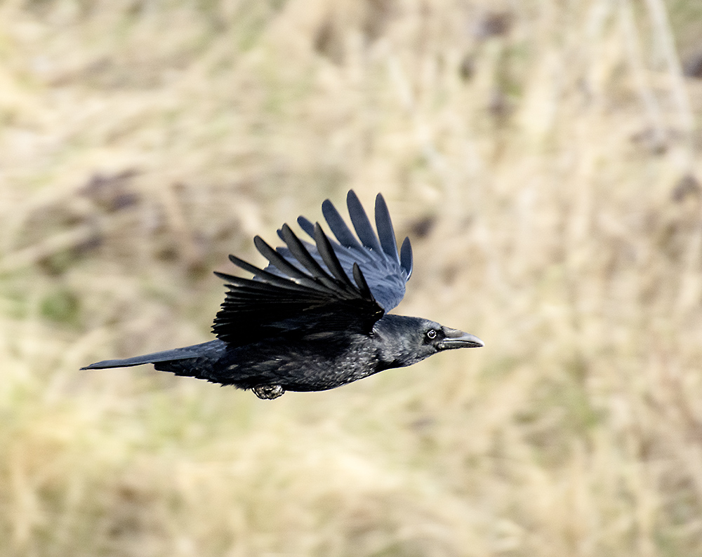 DSC_7749.jpg