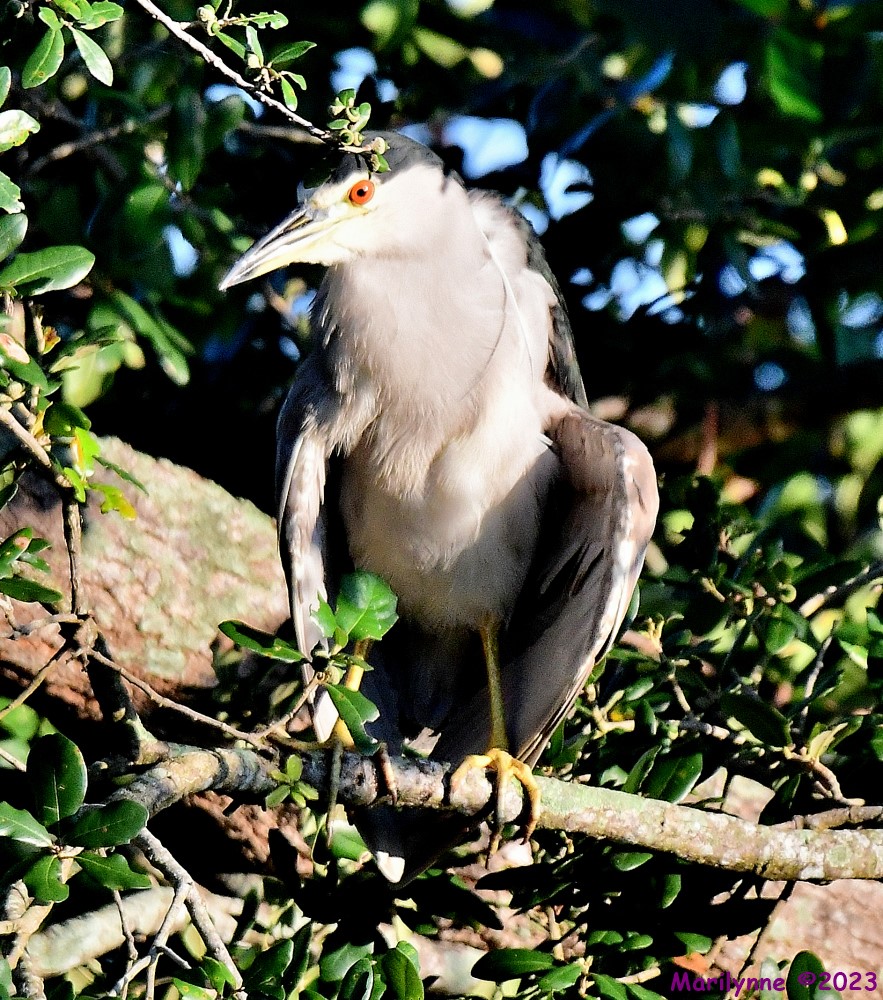 DSC_7750_001.JPG