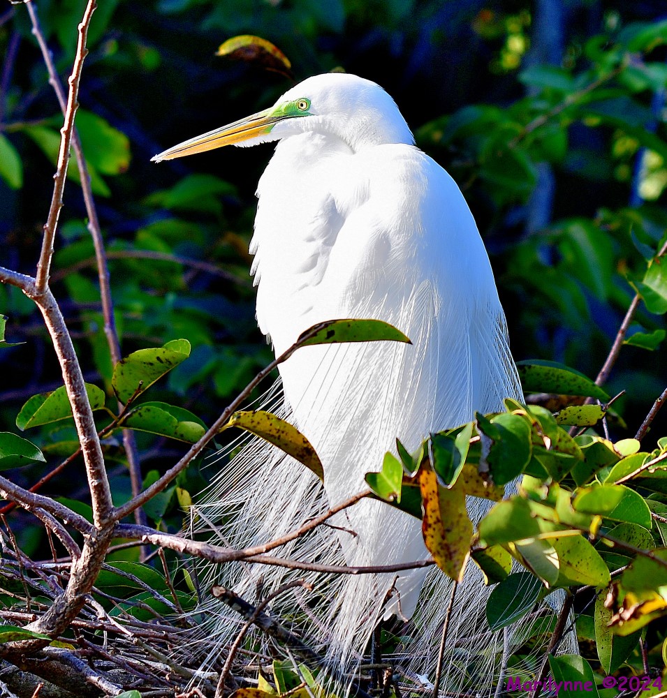DSC_7752_001.JPG