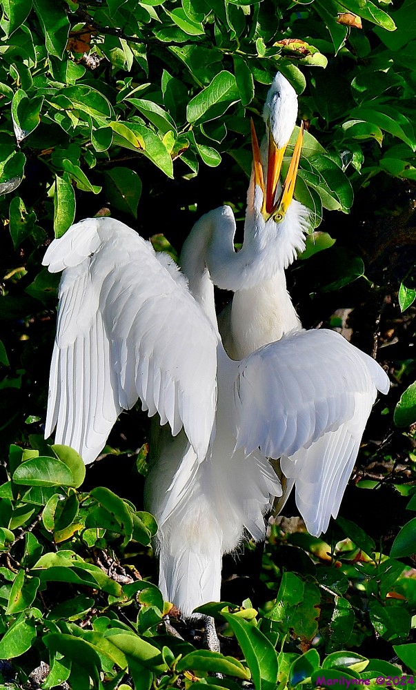 DSC_7753_001.JPG