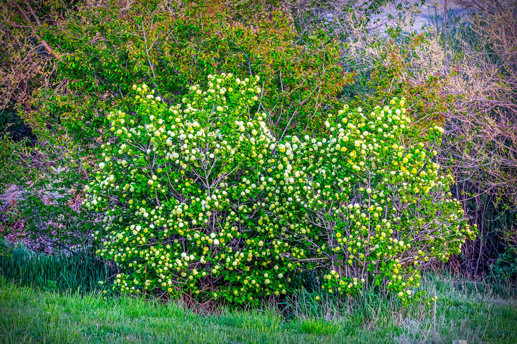 DSC_7754-Edit.jpg